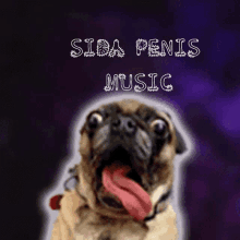 a pug dog with its tongue out and the words sida penis music written above it