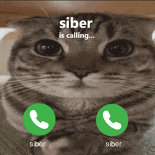 a cat with two green buttons that say siber on it