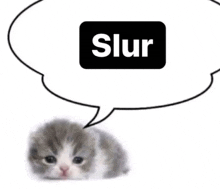 a small kitten with a speech bubble that says slur .