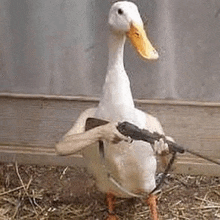 a duck is holding a gun in its paws .