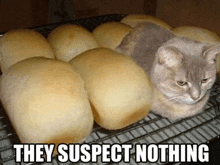 a cat laying on top of a bunch of bread with the words they suspect nothing below it