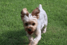 a small dog is running with a red ball in its mouth .