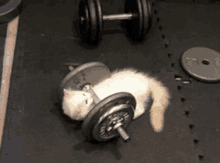 a kitten is laying on top of a dumbbell with a sticker on it