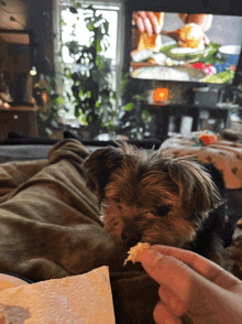 a person is feeding a small dog a piece of food while watching tv