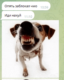 a picture of a dog with its mouth open and a text message in russian