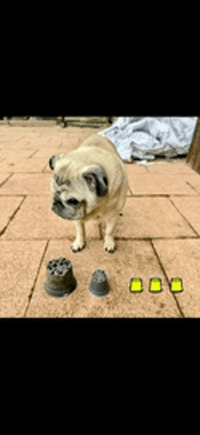 a pug dog is standing on a brick sidewalk next to a few objects