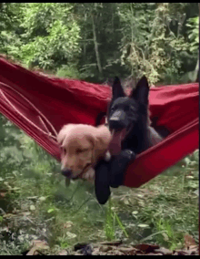 two dogs are laying in a hammock in the woods .