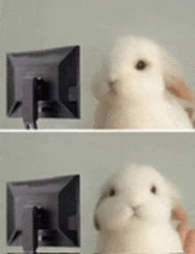 two pictures of a white rabbit looking at a computer monitor