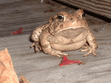 a frog is sitting on a wooden surface with a red flower in front of it