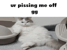 a white cat is sitting next to a litter box with the caption ur pissing me off gg