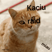 a cat with the word raid written on it