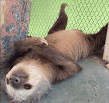 a sloth is laying upside down on the ground