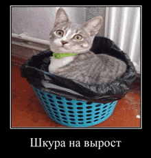 a cat is sitting in a blue basket with a black bag on top