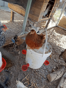 a brown chicken sitting on top of a white bucket with red cups attached to it