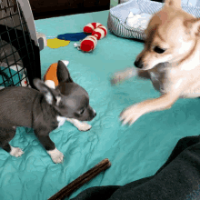 two dogs are playing on a blue blanket with toys in the background