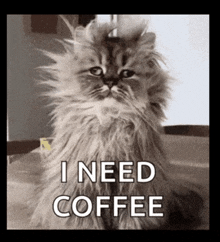 a cat with a wig on its head and the words " i need coffee " below it