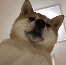 a close up of a dog looking up at the camera with its mouth open .