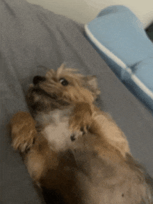 a dog is laying on its back on a bed