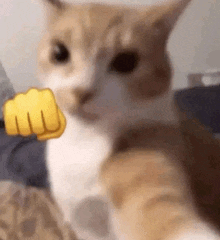 a close up of a cat giving a fist punch .