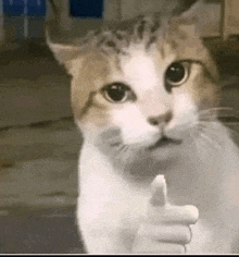 a brown and white cat is giving a thumbs up .