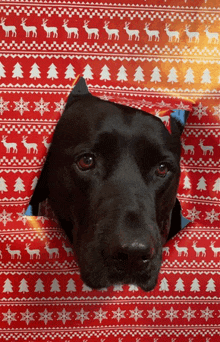 a black dog is sticking its head through a hole in a red sweater