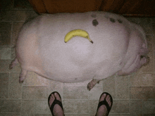 a pig laying on the floor with a banana on its back