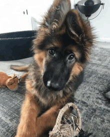 a german shepherd puppy is laying on the floor