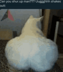 a couple of white cats sitting next to each other on a carpet .