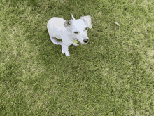 a small white dog with a yellow tag on its neck stands in the grass