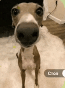 a dog with a large nose is standing on a white rug and looking at the camera .