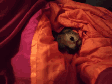 a small animal is laying under a blanket that has a pink and orange stripe