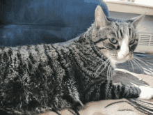 a cat laying on a rug with a couch in the background