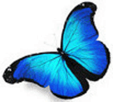 a blue butterfly is sitting on a white surface .