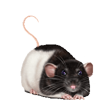 a black and white mouse with a pink tail