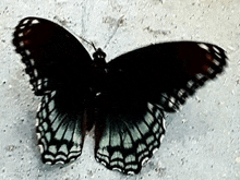 a black and white butterfly sitting on a concrete surface