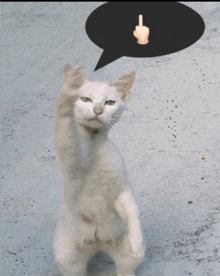 a white cat giving a middle finger with a speech bubble above it