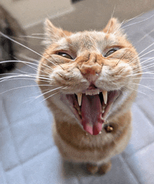 a close up of a cat with its mouth open and its tongue out