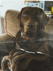 a brown dog is sitting in a chair behind a clear glass