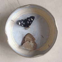 two butterflies are sitting in a metal bowl on a table