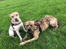 two dogs are laying in the grass and one has a harness that says ' rescue ' on it