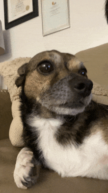 a brown and white dog laying on a couch with a certificate hanging on the wall