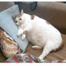 a fat cat is laying on a couch next to a pillow that says love on it .