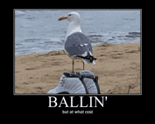 a seagull standing on top of a pair of shoes on a beach .