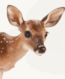 a close up of a deer 's face with a white background