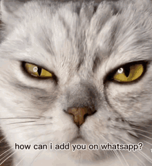 a close up of a cat 's face with the words how can i add you on whatsapp