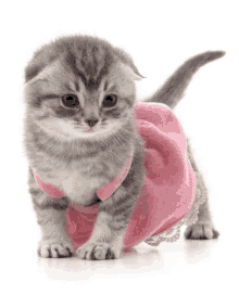 a gray and white kitten wearing a pink dress