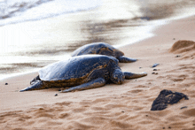 two sea turtles are laying in the sand on a beach