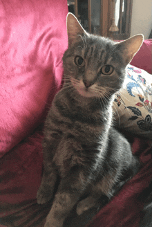 a cat is sitting on a couch with a pink pillow in the background