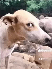 a close up of a dog looking at the camera while sitting on a pile of rocks .