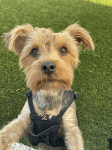 a small brown dog wearing a black harness